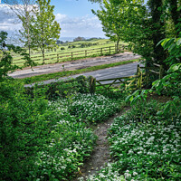 Buy canvas prints of Cowlease Hill Shanklin by Wight Landscapes