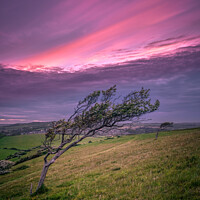 Buy canvas prints of The Tree by Wight Landscapes