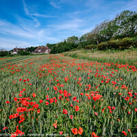 Buy canvas prints of Isle Of Wight Red Poppies by Wight Landscapes
