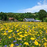 Buy canvas prints of Wildflower Meadow by Wight Landscapes