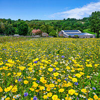 Buy canvas prints of Wild Flower Meadow by Wight Landscapes