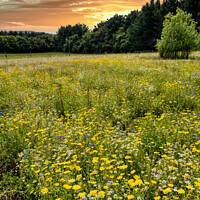 Buy canvas prints of Wild Flower Meadow Sunset by Wight Landscapes