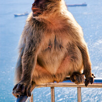 Buy canvas prints of Barbary Macaque Rock Of Gibraltar by Wight Landscapes