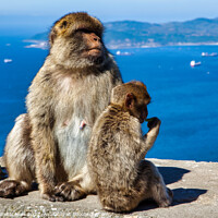 Buy canvas prints of Barbary Macaques Rock Of Gibraltar by Wight Landscapes