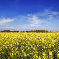 Buy canvas prints of Yellow Rapeseed by Wight Landscapes