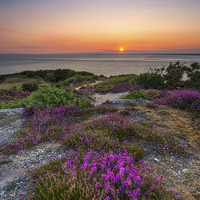 Buy canvas prints of Purple Heather Sunset by Wight Landscapes
