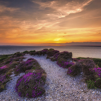 Buy canvas prints of  Sunset Path by Wight Landscapes