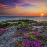 Buy canvas prints of Heather Sunset by Wight Landscapes