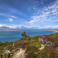 Buy canvas prints of Headon Warren and Hurst Narrows by Wight Landscapes