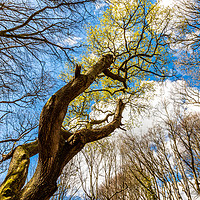 Buy canvas prints of Spring Trees by Wight Landscapes