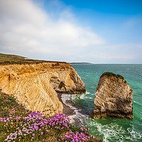 Buy canvas prints of Freshwater Sea Thrift by Wight Landscapes