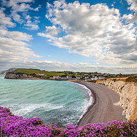 Buy canvas prints of Freshwater Bay Sea Thrift by Wight Landscapes