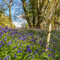 Buy canvas prints of Bluebells and Barb Wire by Wight Landscapes