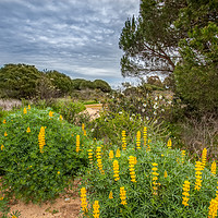Buy canvas prints of Wild Lupins by Wight Landscapes