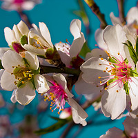 Buy canvas prints of Almond Blossom by Wight Landscapes
