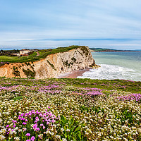 Buy canvas prints of Watcombe Bay Thrift by Wight Landscapes