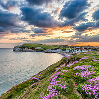 Buy canvas prints of Freshwater Bay Sea Thrift Sunset (V) by Wight Landscapes