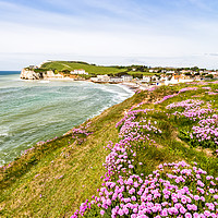 Buy canvas prints of Freshwater Bay Cliff Armeria Maritima by Wight Landscapes