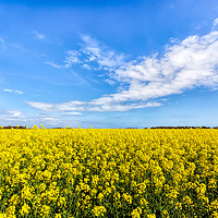 Buy canvas prints of Field Of Rape by Wight Landscapes