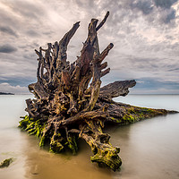Buy canvas prints of leviathan Of The Deep by Wight Landscapes