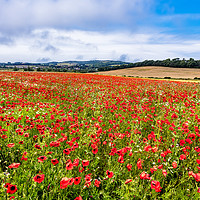 Buy canvas prints of Isle Of Wight Poppy Field by Wight Landscapes