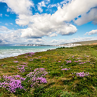 Buy canvas prints of Compton Bay Sea Thrift by Wight Landscapes