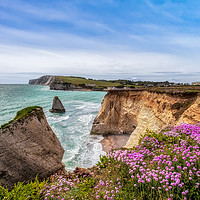 Buy canvas prints of Freshwater Bay Sea Pinks by Wight Landscapes