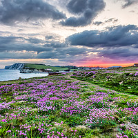 Buy canvas prints of Freshwater Bay Sea Thrift Sunset by Wight Landscapes