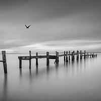 Buy canvas prints of Bird On The Wing by Wight Landscapes