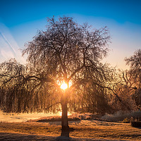 Buy canvas prints of Sunrise At The Willow Tree by Wight Landscapes