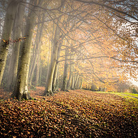 Buy canvas prints of Autumn Mists by Wight Landscapes