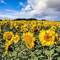 Buy canvas prints of Field Of Sunflowers With A Blue Sky And Clouds by Wight Landscapes