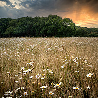 Buy canvas prints of Wild Flower Meadow by Wight Landscapes