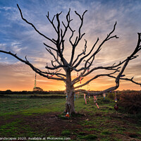 Buy canvas prints of The Wishing Tree St Helens by Wight Landscapes