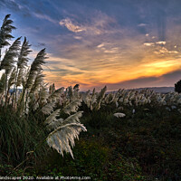 Buy canvas prints of Pampas Grass sunset by Wight Landscapes