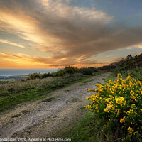 Buy canvas prints of Mottistone Common Sunset by Wight Landscapes