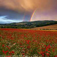 Buy canvas prints of Rainbow Poppies by Wight Landscapes