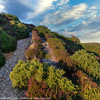 Buy canvas prints of Headon Hill Heather by Wight Landscapes