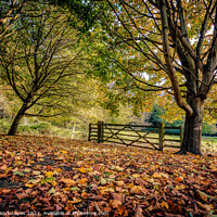 Buy canvas prints of Golden Autumn Colours by Wight Landscapes