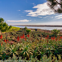 Buy canvas prints of Quinta do Lago The Red Hot Pokers by Wight Landscapes