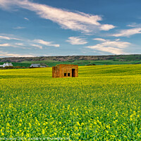 Buy canvas prints of Rapeseed Field Lookout Post  by Wight Landscapes