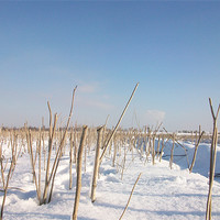 Buy canvas prints of twigs in a field of snow by jonny england