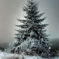 Buy canvas prints of Majestic Winter by heather rivet