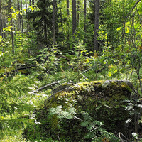 Buy canvas prints of Unspoiled Scandinavian Forest by Jutta Klassen