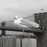 Buy canvas prints of seagull in front of Brooklyn bridge in the winter  by Jutta Klassen