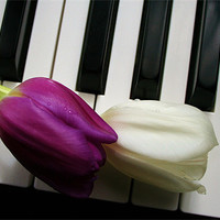 Buy canvas prints of Tulips on Piano Keys by Sandra Buchanan