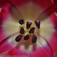 Buy canvas prints of Inside A Tulip by Sandra Buchanan