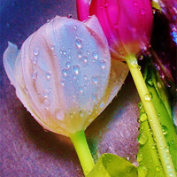 Buy canvas prints of 2 Freshly Watered Tulips by Sandra Buchanan