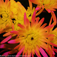 Buy canvas prints of Chrysanthemum Explosion by Sandra Buchanan