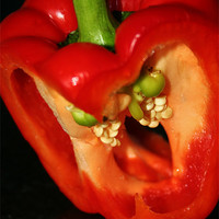 Buy canvas prints of Life Inside A Red Pepper by Sandra Buchanan